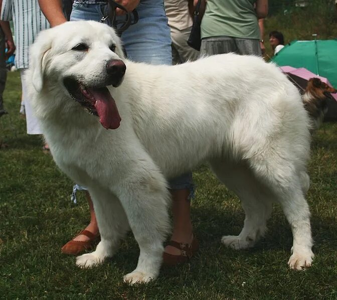 Подголянская овчарка фото Mixed breed dogs, Dog breeds, Dogs