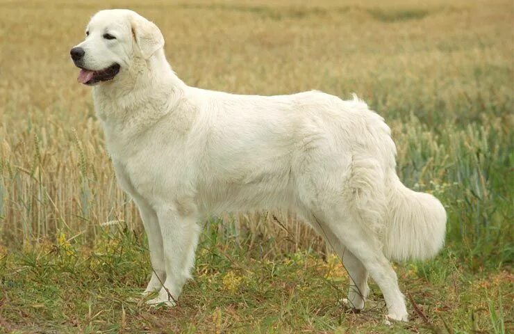 Подголянская польская овчарка фото Polish Tatra Sheepdog. in 2024 Choosing a dog, Dog photos, Dogs