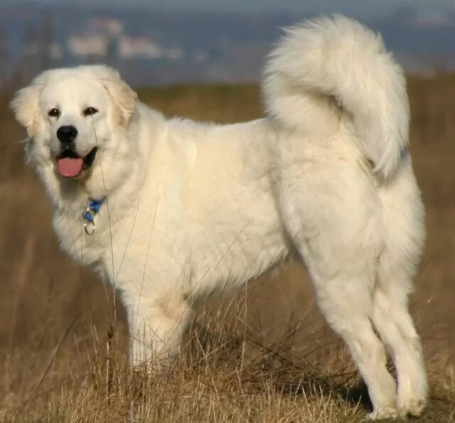 Подголянская польская овчарка фото Tatra Shepherd Dog - Wikipedia