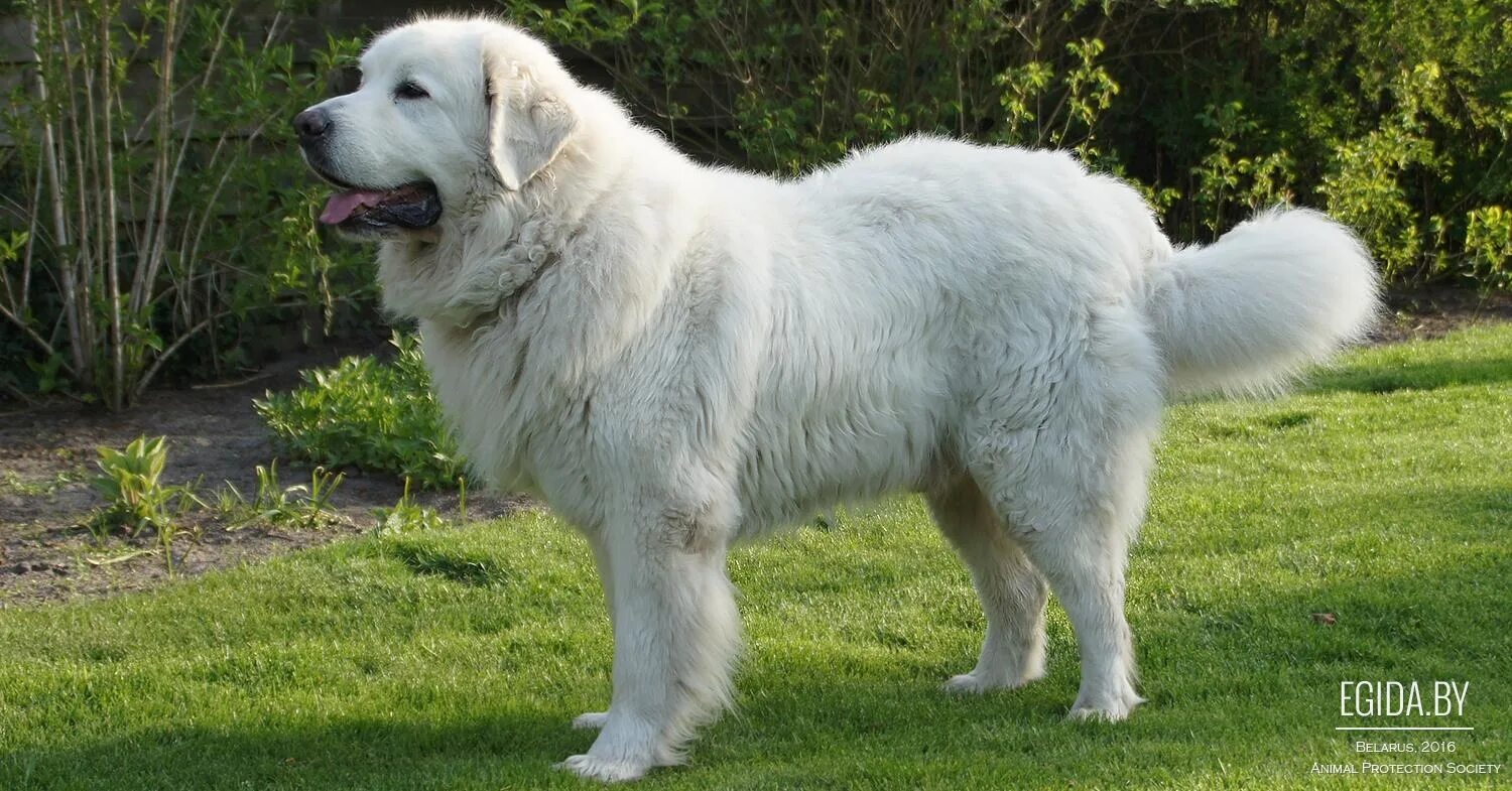 Подголянская польская овчарка фото Польская подгалянская овчарка (Tatra Mountain Sheepdog) (Породы собак) пастушья 