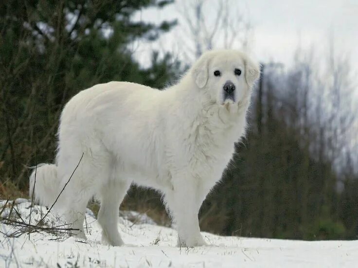 Подголянская польская овчарка фото Polish Tatra Shepherd Dog Dogs, Dog breeds, Mixed breed dogs