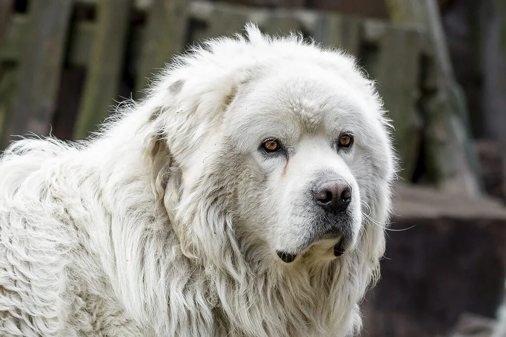 Подголянская польская овчарка фото Polish Tatra Sheepdog / Owczarek Podchalański Polish Tatra. Flickr