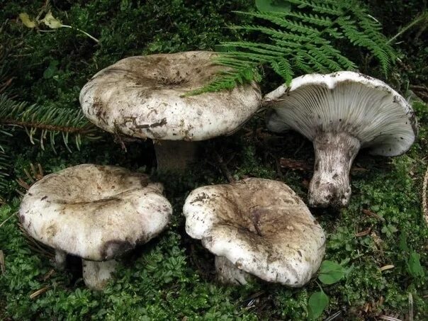 Подгруздки грибы фото White-black (Russula albonigra) is a fungus of the Syroezhkov family. The generi