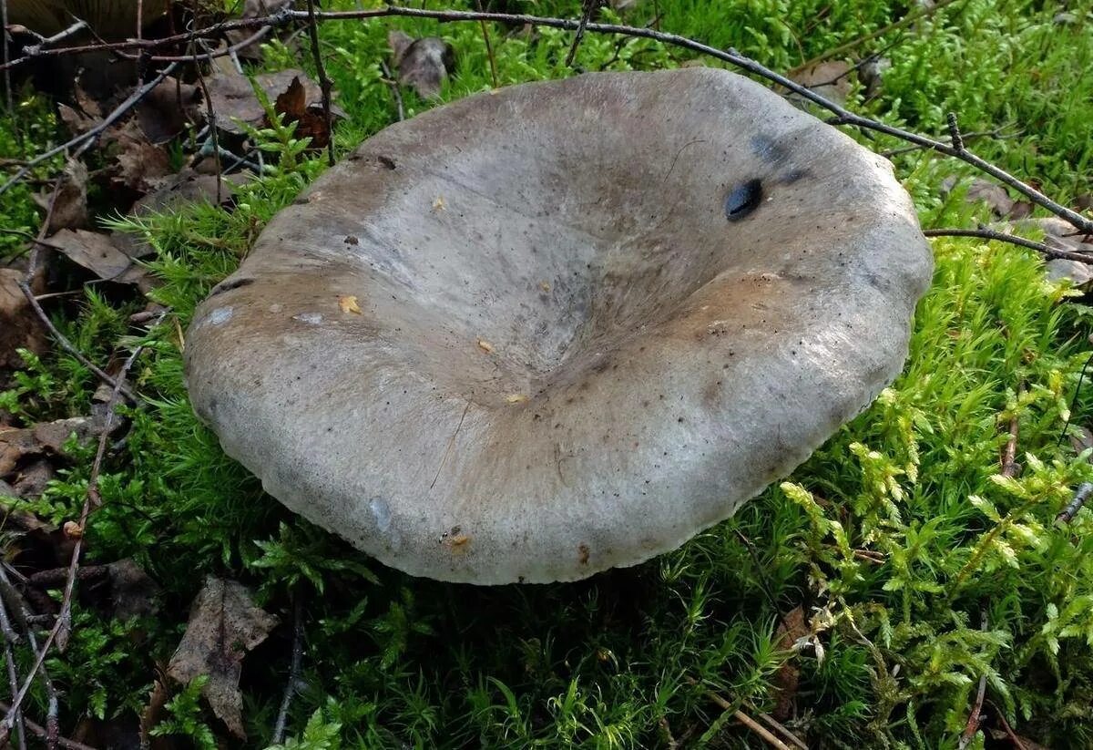 Подгруздки грибы фото Подгруздок чернеющий (Russula nigricans): фото, описание и как готовить этот гри
