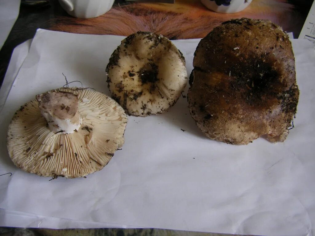 Подгруздки грибы фото Подгруздок черный, или чернушка (Russula adusta)