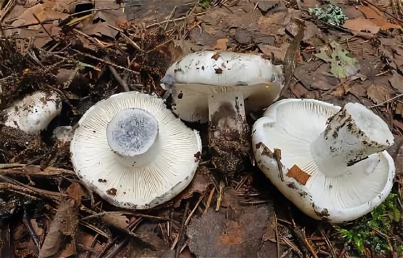 Подгруздки грибы фото Подгруздок бело-чёрный (Russula albonigra). Фото на сайте "Грибы: информация и ф