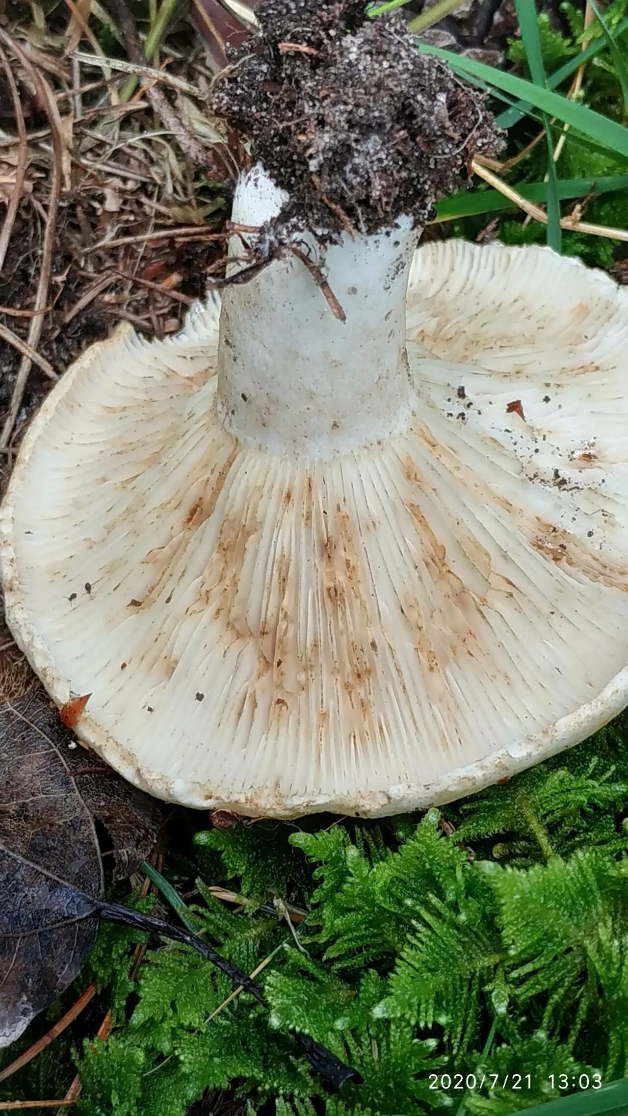 Подгруздки грибы фото Подгруздок чернеющий (Russula nigricans): фото, описание и как готовить этот гри
