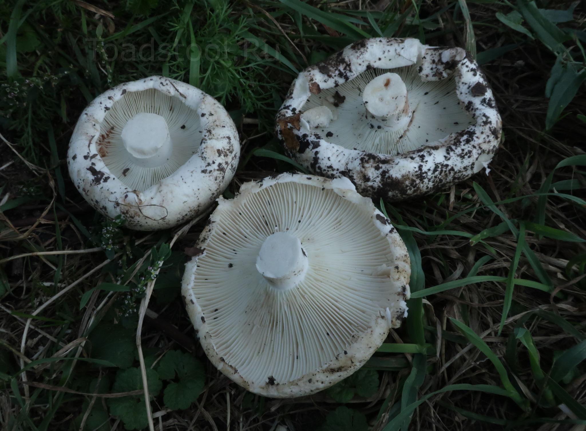 Подгруздки грибы фото Russula delica, Подгруздок белый (сухой груздь)