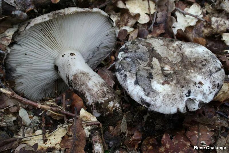 Подгруздок белый фото Подгруздок бело-чёрный (Russula albonigra): фотогалерея Природная галерея Фотога