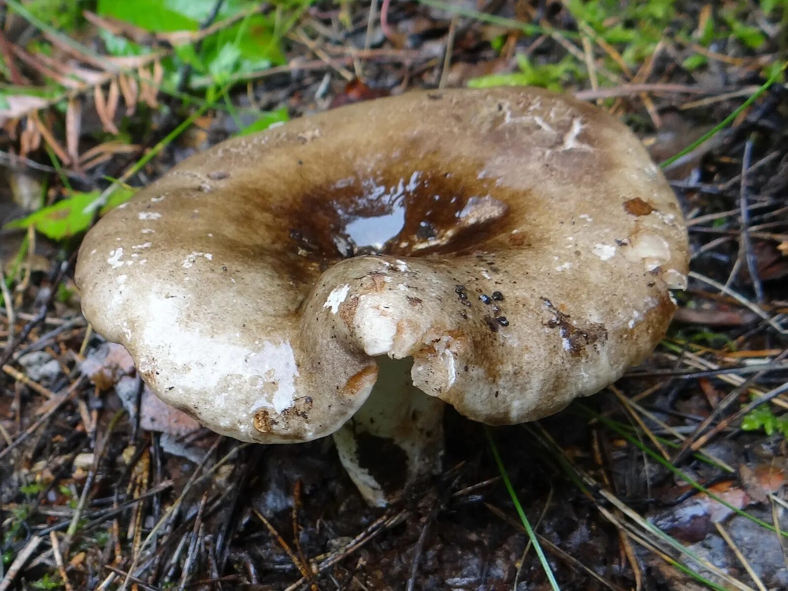 Подгруздок гриб фото и описание File:Russula adusta a1.JPG - Wikimedia Commons