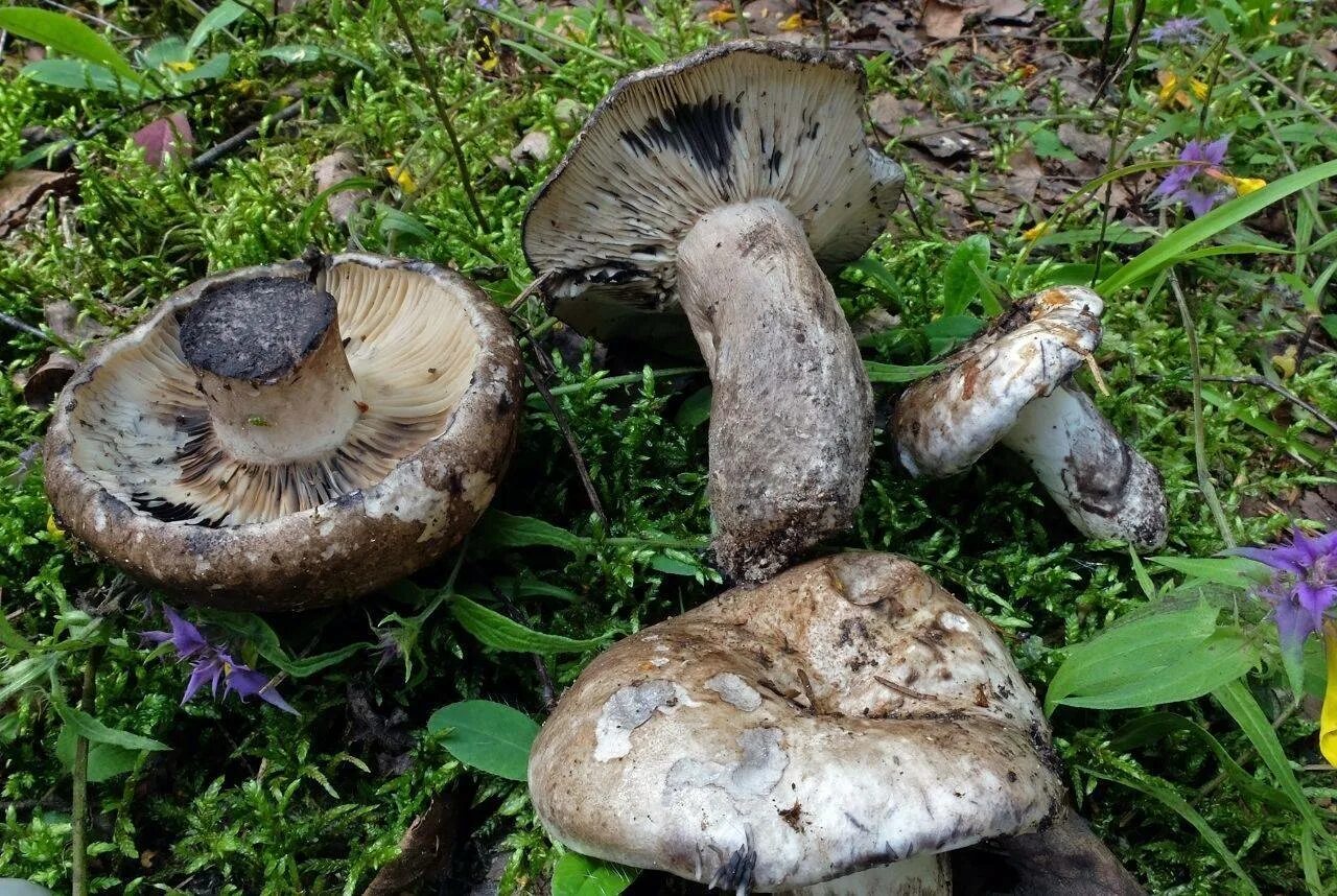 Подгруздок гриб фото и описание Подгруздок чернеющий (Russula nigricans): фото, описание и как готовить этот гри