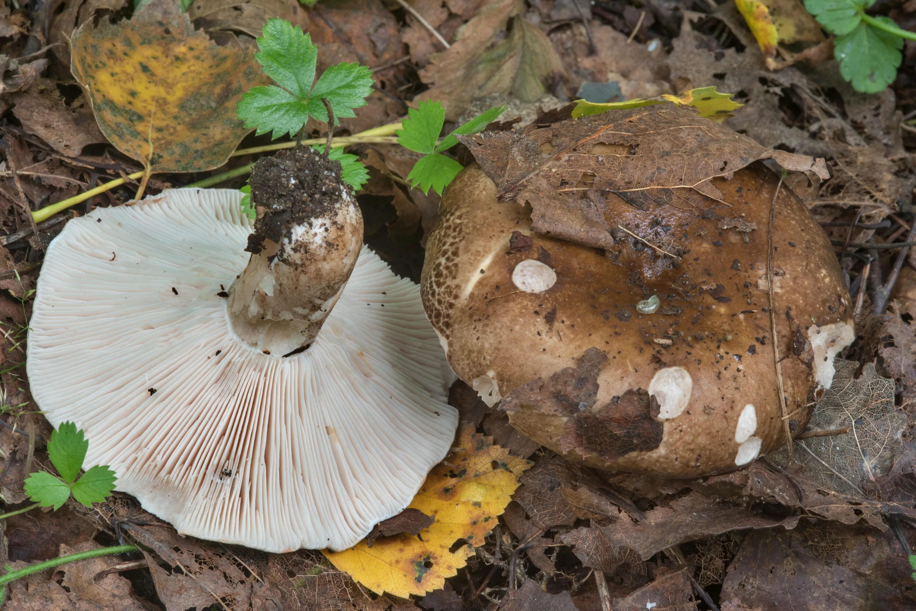 Подгруздок гриб фото и описание Подгруздок чернеющий (Russula nigricans): фото, описание и как готовить этот гри