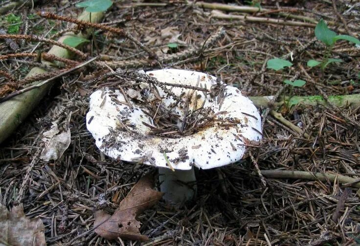 Подгруздок гриб фото и описание Russula delica, Подгруздок белый Дикие грибы, Грибы, Огородничество