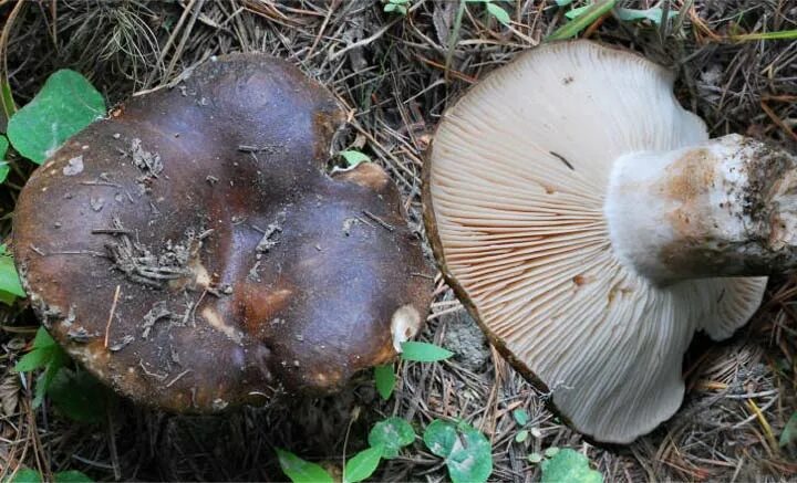 Подгруздок гриб фото и описание Подгруздок черный, или чернушка (Russula adusta)