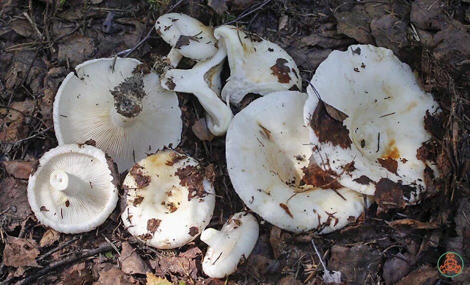 Подгруздок гриб фото и описание Подгруздок белый - Russula delica - Грибы Уломы Железной