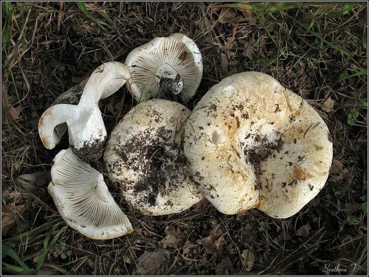 Подгруздок гриб фото и описание Подгруздок белый (Russula delica): заметки грибников Дикие грибы, Грибы, Растени