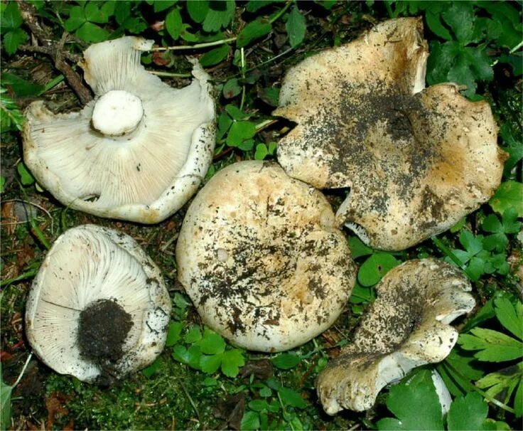 Подгруздок гриб фото и описание Russula delica Fr Stuffed mushrooms, Delica, Vegetables