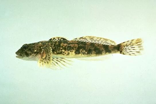 Подкаменщик сибирский фото Cottus cognatus Richardson, 1836