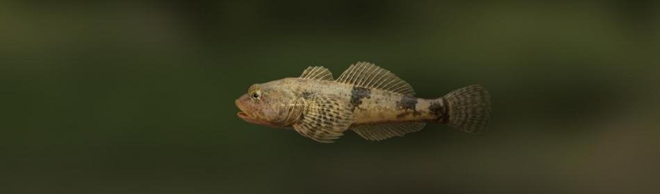 Подкаменщик сибирский фото Mottled sculpin (Cottidae) Trophy fishing 2