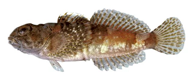 Подкаменщик сибирский фото Cottus paulus