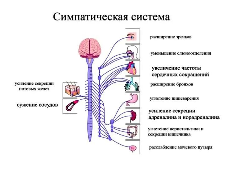 Подключение дополнительных сенсоров к нервной системе 2. По расположению рецептора и органа эффектора