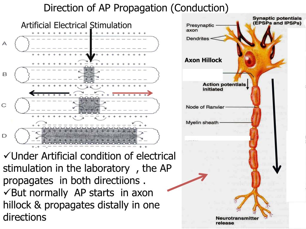 Подключение дополнительных сенсоров к нервной системе PPT - Action Potential and Properties of Nerves د . طه صادق أحمد PowerPoint Pres