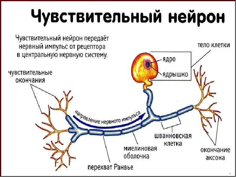 Подключение дополнительных сенсоров к нервной системе Жүйке талшығымен қозу өткізу "заңдары". Парабиоз. Синапстардың физиологиялық қас