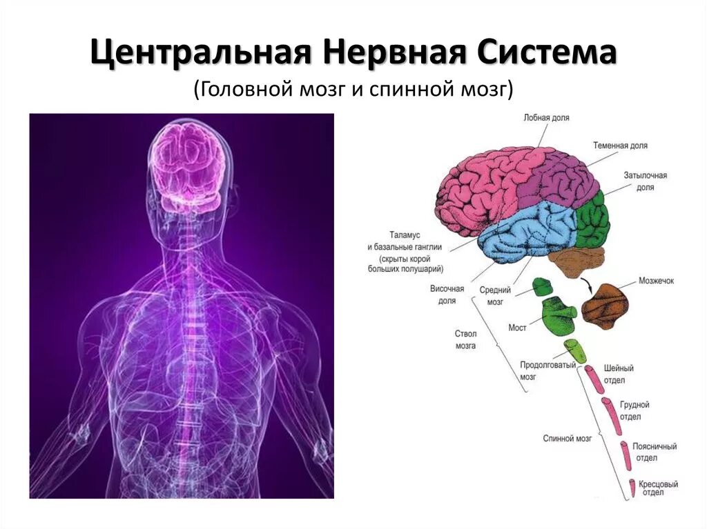 Подключение дополнительных сенсоров к нервной системе Центры отделов цнс