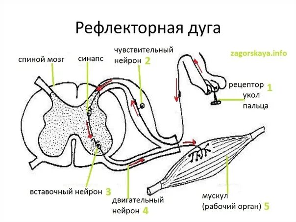 Подключение дополнительных сенсоров к нервной системе Nervous activity of man. Reflexes. The most characteristic properties of nervous