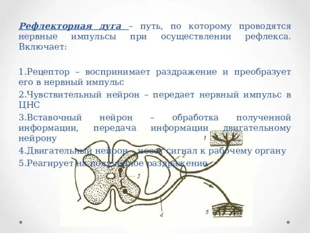 Подключение дополнительных сенсоров к нервной системе Презентация "Значение, строение и функционирование нервной системы"