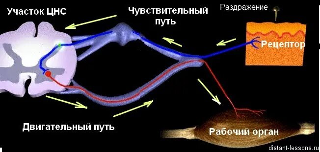 Подключение дополнительных сенсоров к нервной системе Нейрогуморальная регуляция Дистанционные уроки