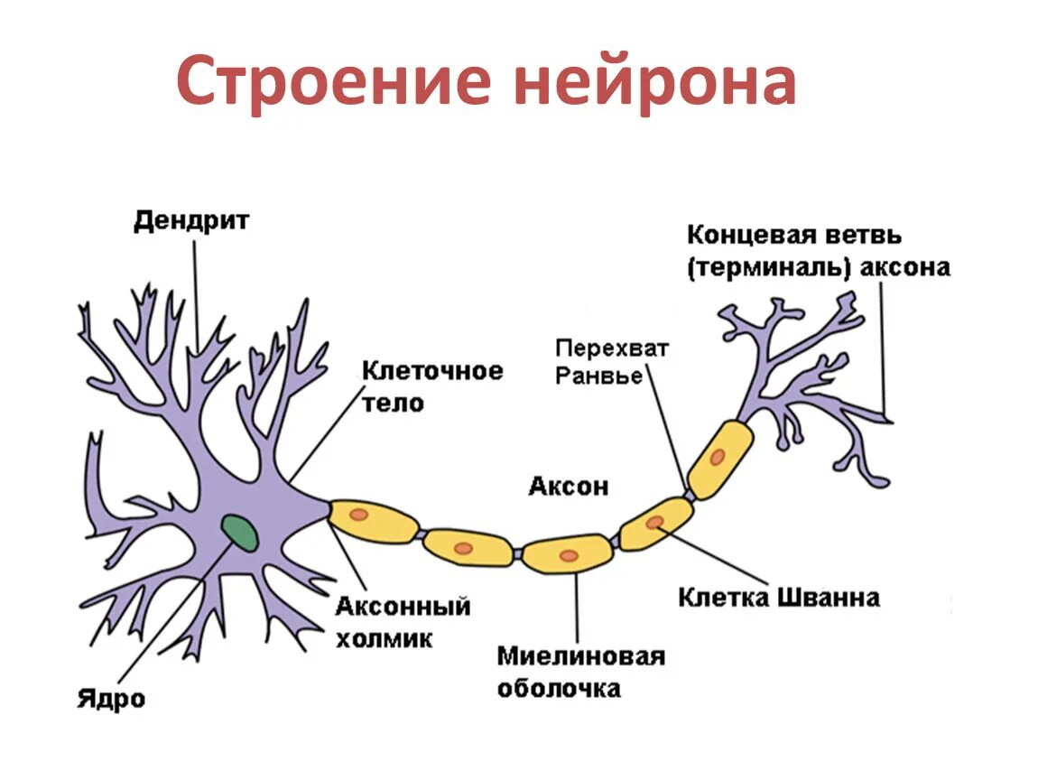 Подключение дополнительных сенсоров к нервной системе Нервная система