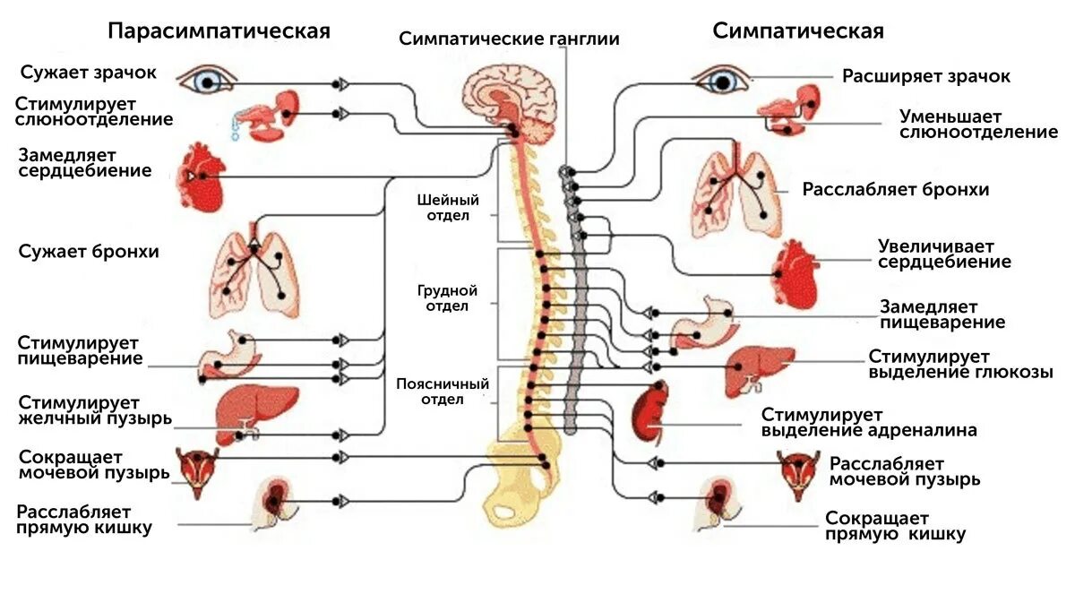 Подключение дополнительных сенсоров к нервной системе Спланхникэктомия при хроническом абдоминальном болевом синдроме