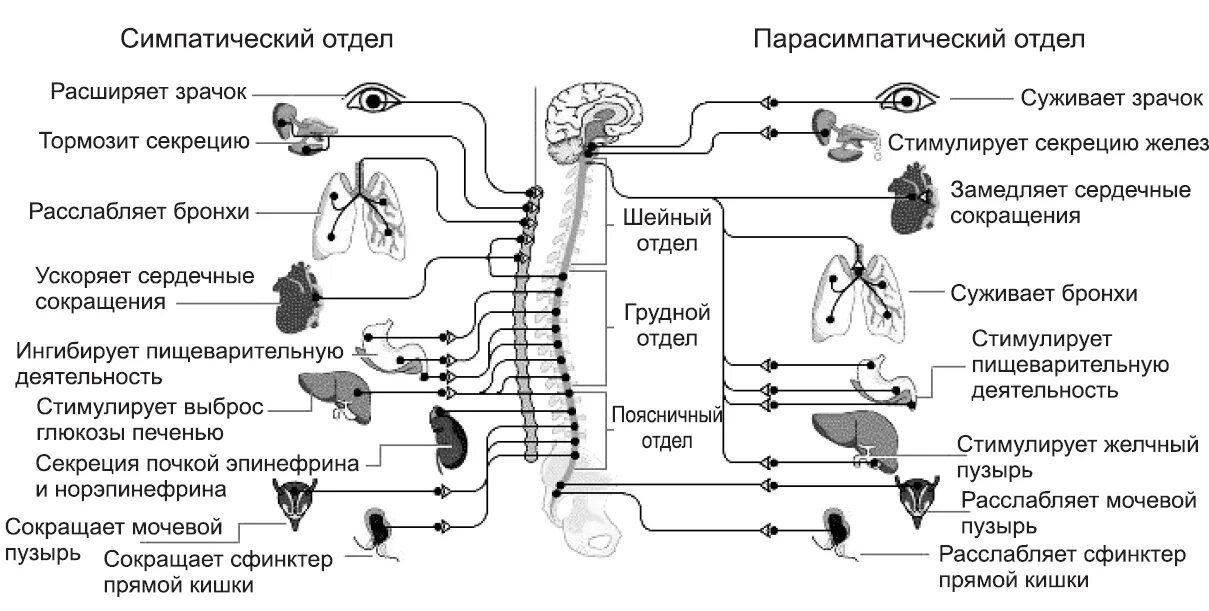 Подключение дополнительных сенсоров к нервной системе Симпатические и парасимпатические отделы вегетативной нервной системы