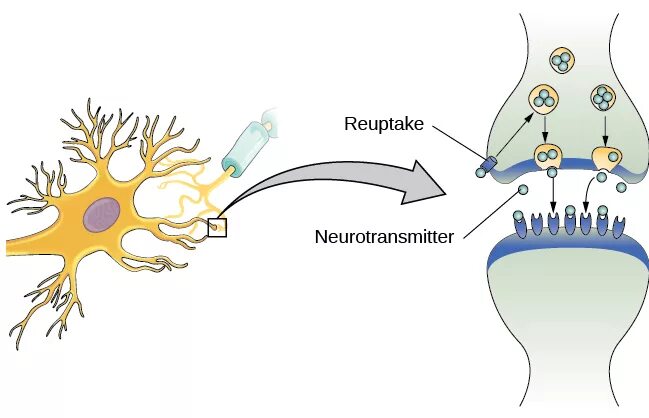 Подключение дополнительных сенсоров к нервной системе Cells of the Nervous System - Human Biology 2nd edition