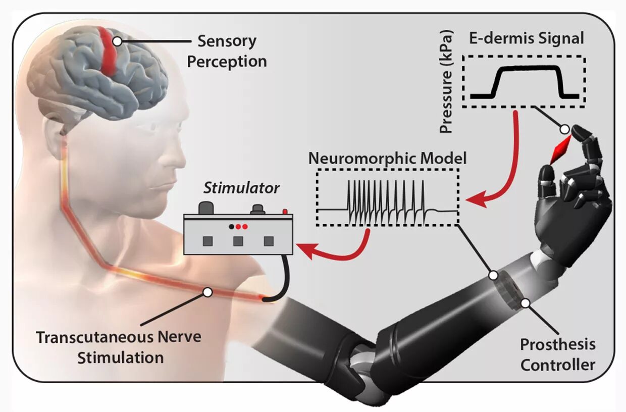 Подключение дополнительных сенсоров к нервной системе В Университете Джонса Хопкинса создали искусственную кожу, которая чувствует бол