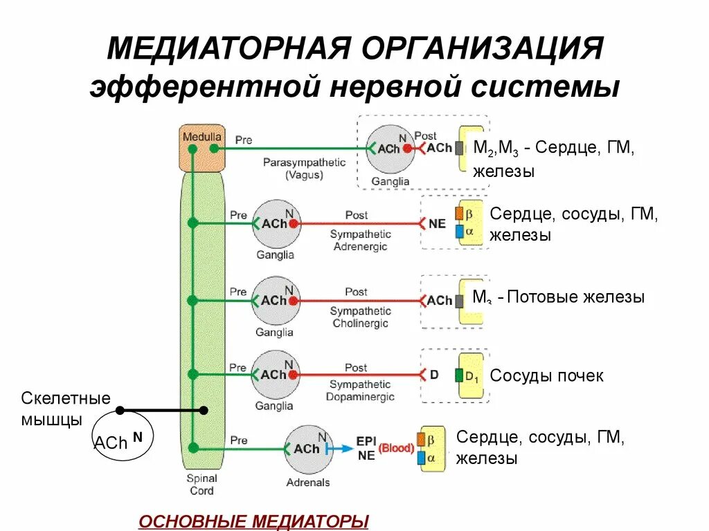 Подключение дополнительных сенсоров к нервной системе Средства, действующие на периферическую эфферентную нервную систему (частная фар