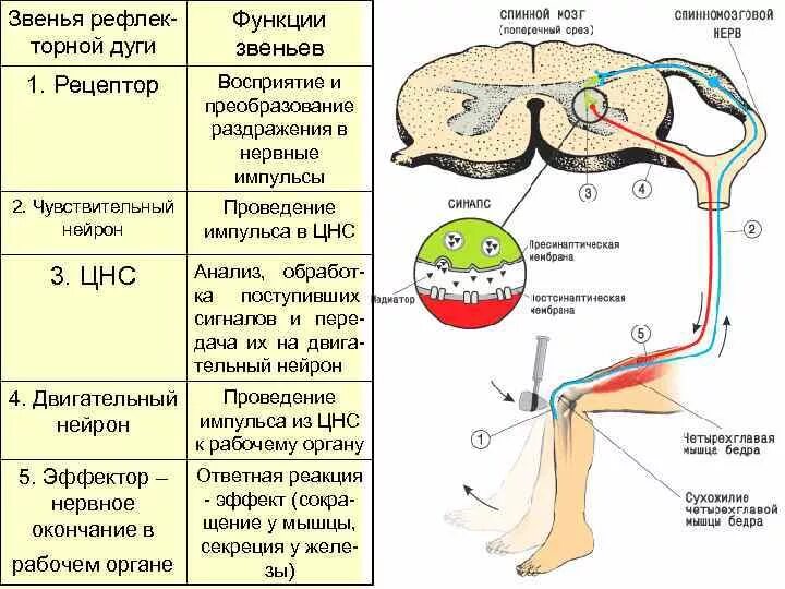 Подключение дополнительных сенсоров к нервной системе Картинки ЦЕНТР РЕФЛЕКСОВ ГОЛОВНОГО МОЗГА