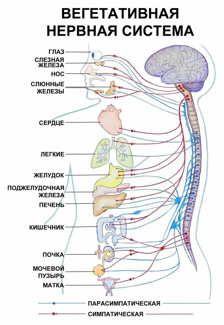 Подключение дополнительных сенсоров к нервной системе Pin auf Anatomy Anatomie und physiologie, Menschlicher körper anatomie, Medizin 