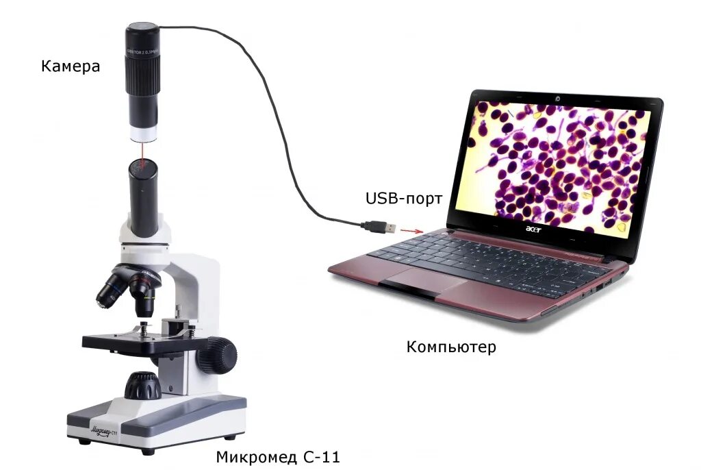 Подключение usb микроскопа к компьютеру Микроскоп Микромед С-11, Биологический, 800 крат купить по выгодной цене в интер