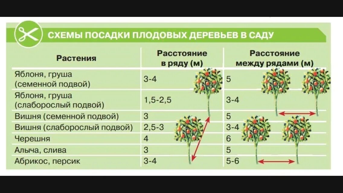 Подключение яблонь и груш к розеткам Секреты успешной посадки сливы осенью Feel Green Дзен