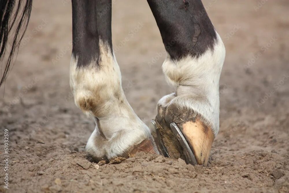 Подкова на копыте лошади фото Horse hoofs with horseshoe close up Фотографія Stock Adobe Stock