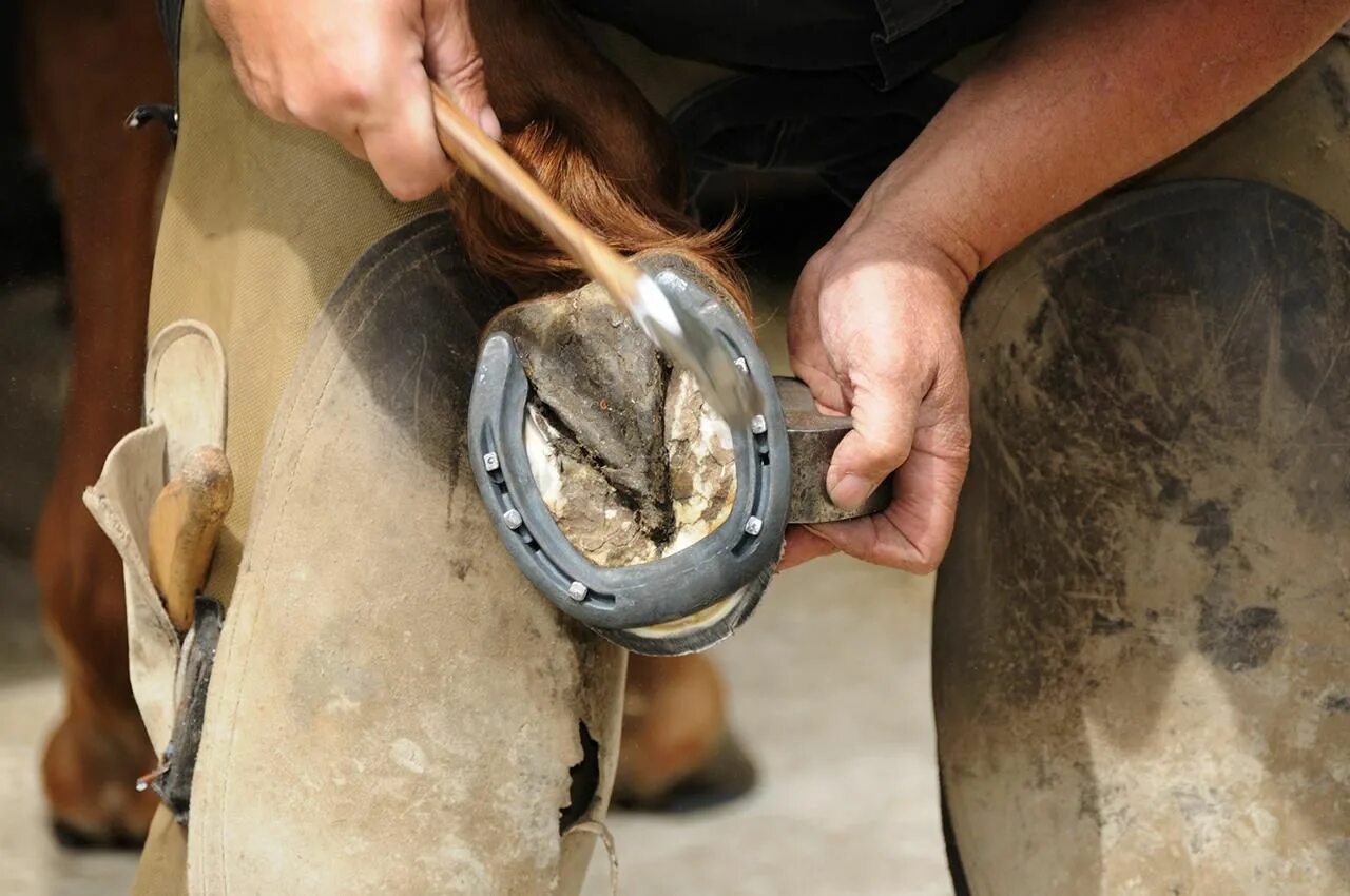 Подкова на копыте лошади фото What Is a Farrier? Farrier, Hoof care, Horse training tips