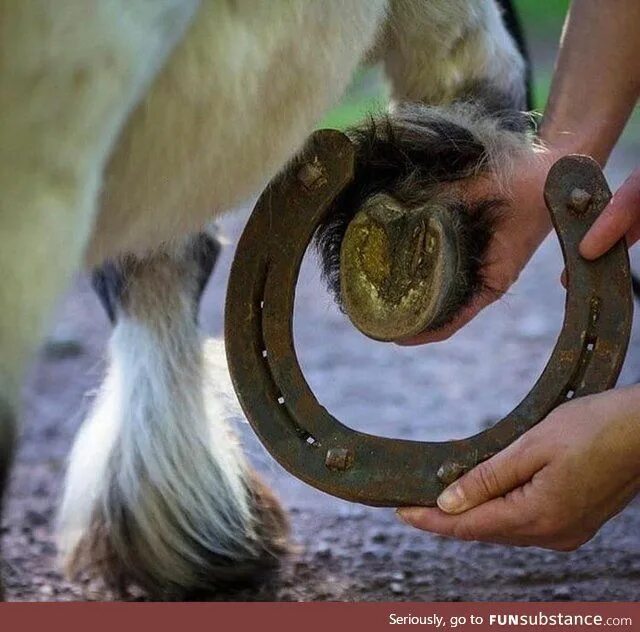 Подкова на копыте лошади фото Comparison in hoof size between a pony and a Shire horse (the largest breed of h