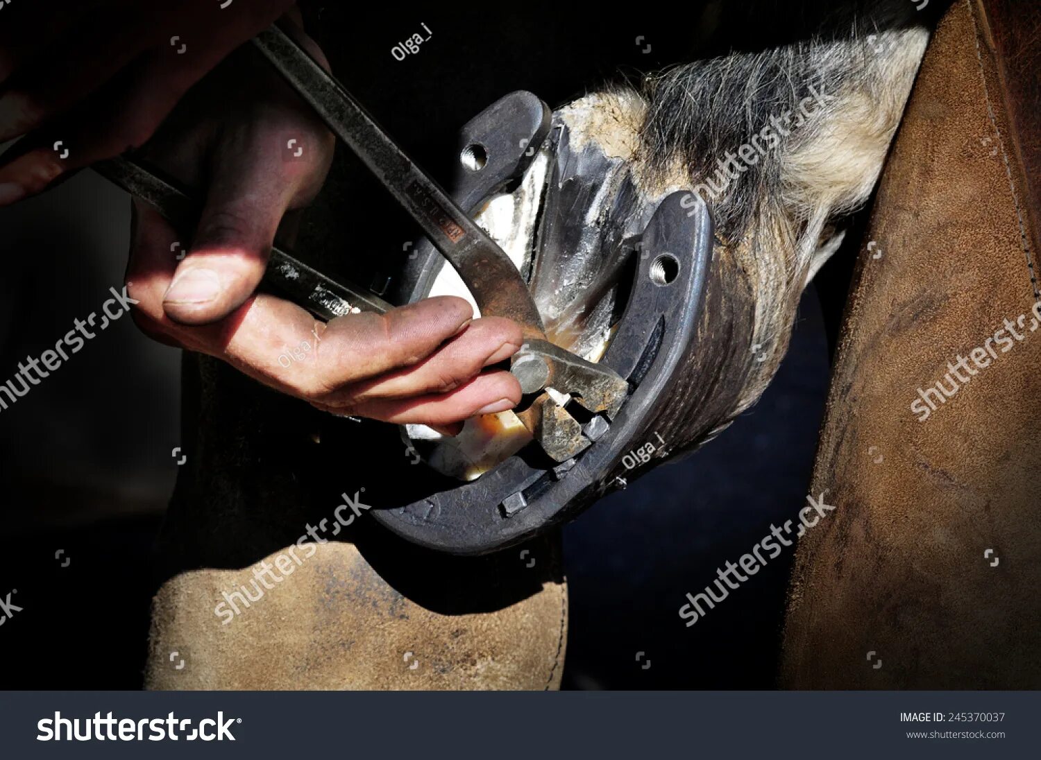 Подкова на копыте лошади фото 11 053 рез. по запросу "Farrier at work" - изображения, стоковые фотографии и ве