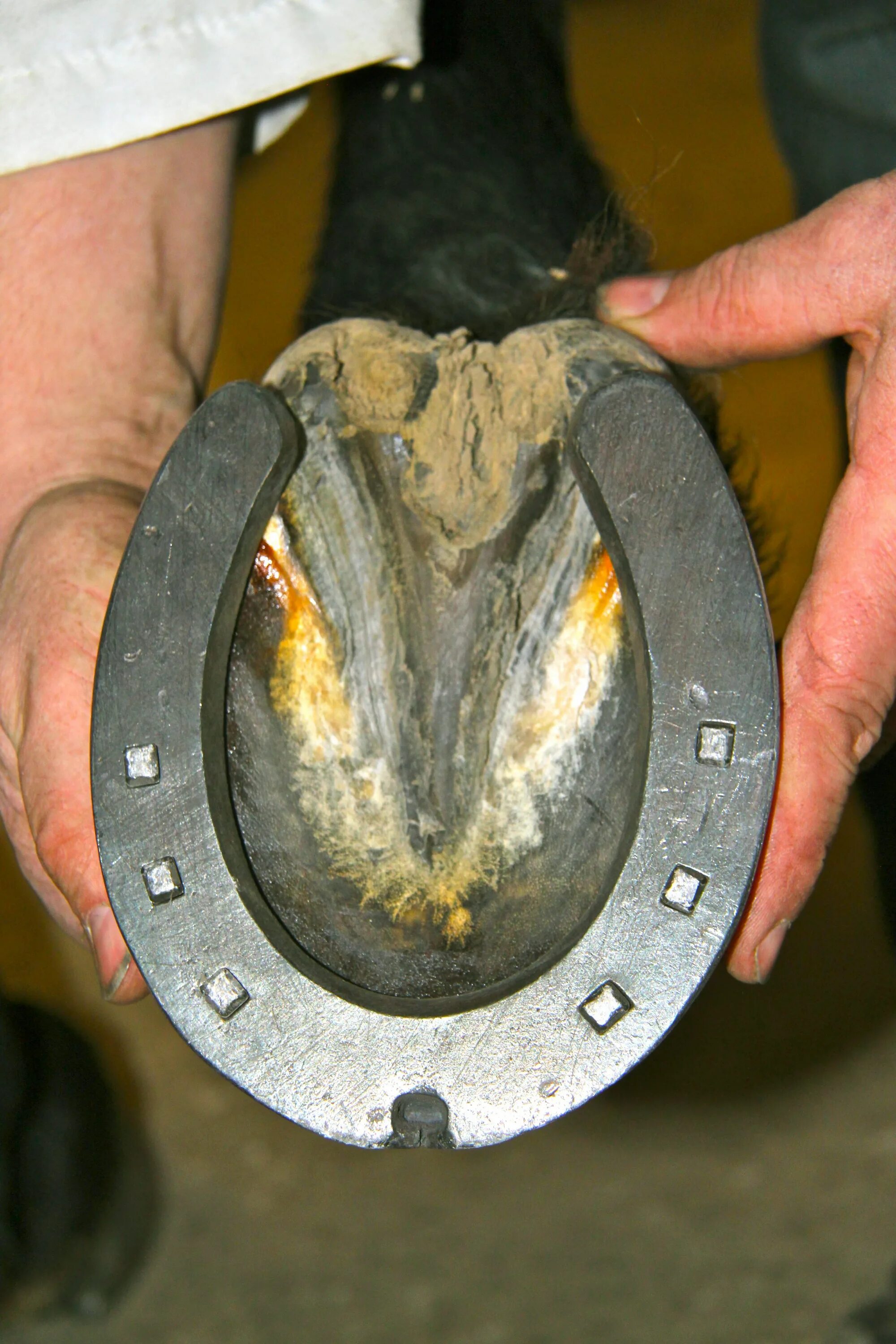 Подкова на лошади фото Handmade Horseshoe Farrier, Horse care, Horse anatomy