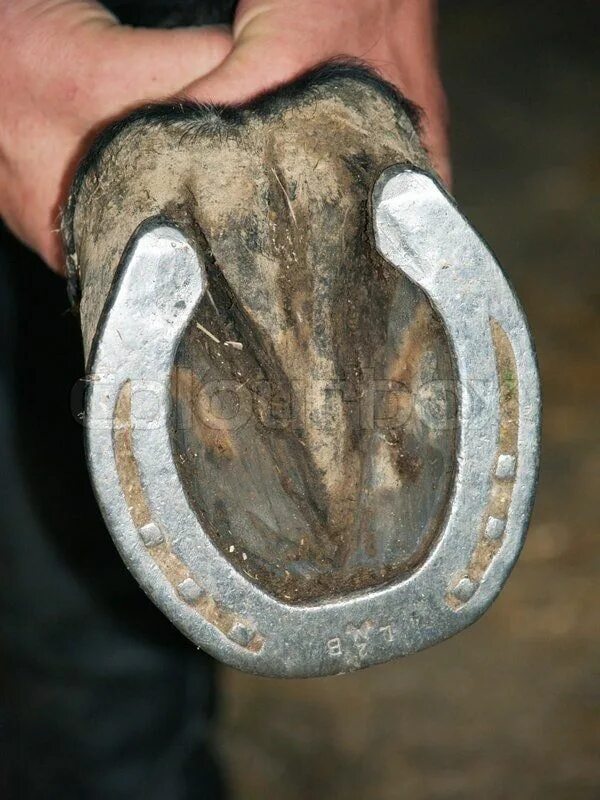 Подкова на лошади фото Checking Horseshoe- Above the Ground Horseshoe, Horses, Hooves