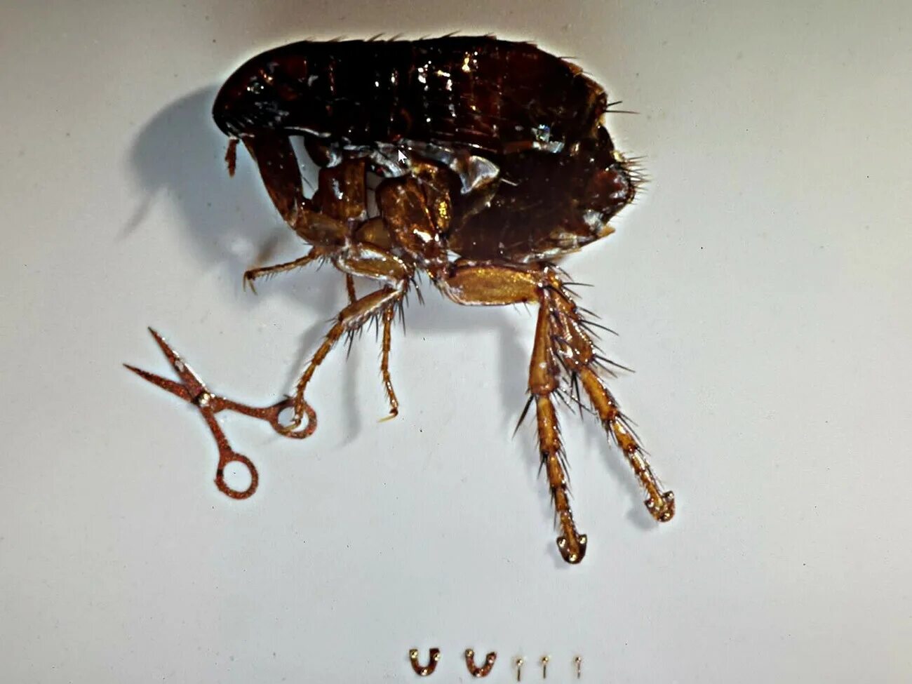 Подкованная блоха тула фото This artist literally 'shod a flea' & made the smallest aquarium in the world - 