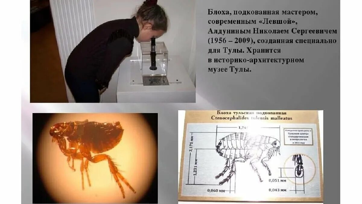 Подкованная блоха тула фото 5 гениальных изобретений Ивана Кулибина, на десятилетия опередивших своё время С