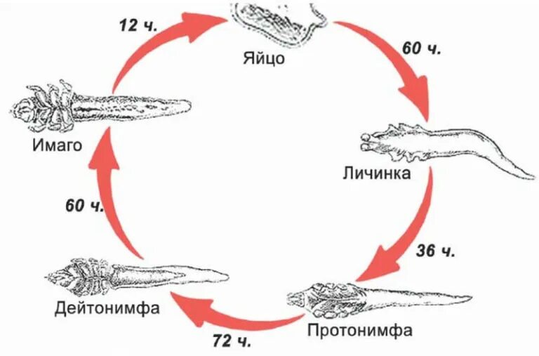 Подкожный клещ фото описание Подкожный клещ у собак - что это такое, как выглядит на фото, симптомы, диагност